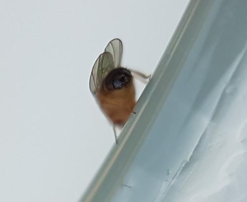 Drosophila melanogaster